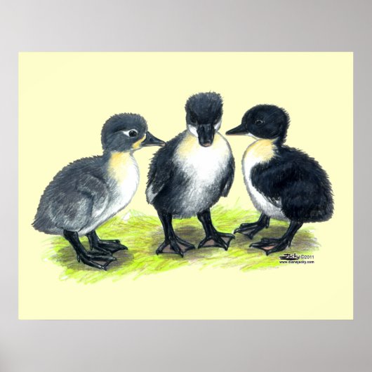 Blauwe Zweedse Eendjes Poster (Voorkant)