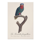 Blauwgekroonde Lori, Vini Australis Foto Afdruk (Voorkant)