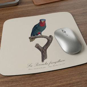 Blauwgekroonde Lori, Vini Australis Muismat