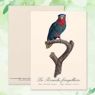 Blauwgekroonde Lorikeet, Vini Australis Bedankkaart