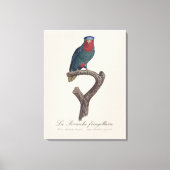 Blauwgekroonde Lorikeet, Vini Australis Canvas Afdruk (Voorkant)