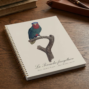 Blauwgekroonde Lorikeet, Vini Australis Planner