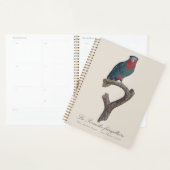 Blauwgekroonde Lorikeet, Vini Australis Planner (Display)