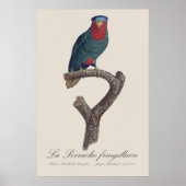 Blauwgekroonde Lorikeet, Vini Australis Poster (Voorkant)