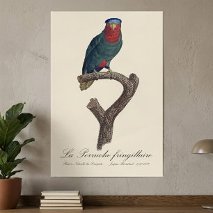 Blauwgekroonde Lorikeet, Vini Australis Poster