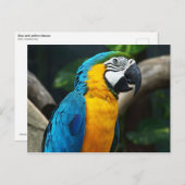 Blauwgele Macaw (Ara arauna) Briefkaart (Voorkant / Achterkant)