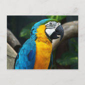 Blauwgele Macaw (Ara arauna) Briefkaart (Voorkant)
