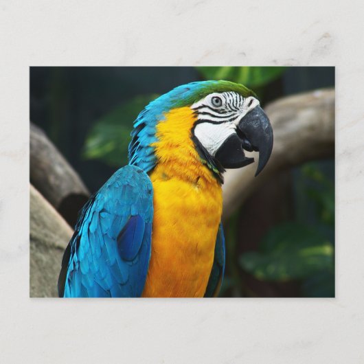Blauwgele Macaw (Ara arauna) Briefkaart (Voorkant)