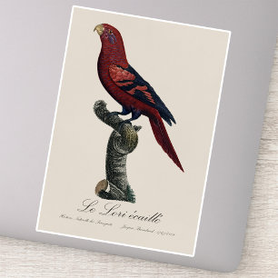 Blauwgestreepte lori, Trichoglossus reticulatus Sticker