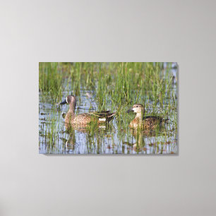 Blauwgevleugelde Taling mannetje en vrouwtje in we Canvas Afdruk