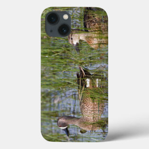 Blauwgevleugelde Taling mannetje en vrouwtje in we iPhone 13 Hoesje