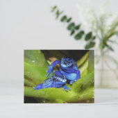 Blauwgifdekkikkers in bladeren 1 briefkaart (Staand voorkant)
