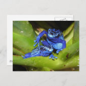 Blauwgifdekkikkers in bladeren 1 briefkaart (Voorkant / Achterkant)