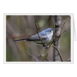Blauwgrijs Gnatcatcher