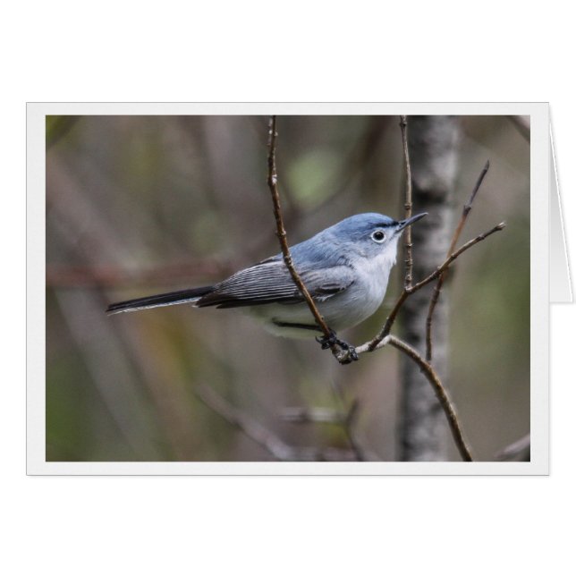 Blauwgrijs Gnatcatcher (Voorkant Horizontaal)