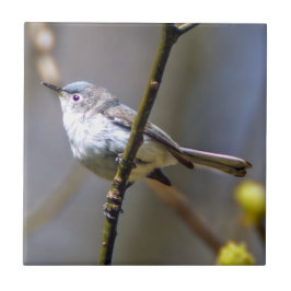 Blauwgrijs Gnatcatcher keramische foto-tegel Tegeltje