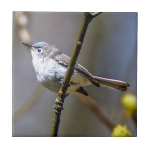 Blauwgrijs Gnatcatcher keramische foto-tegel Tegeltje