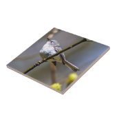 Blauwgrijs Gnatcatcher keramische foto-tegel Tegeltje (Zijkant)