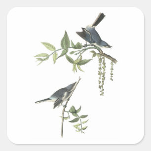 Blauwgrijze natcatcher van Audubon Vierkante Sticker