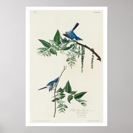 Blauwgrijze vlieger van het Poster van Audubon (Voorkant)