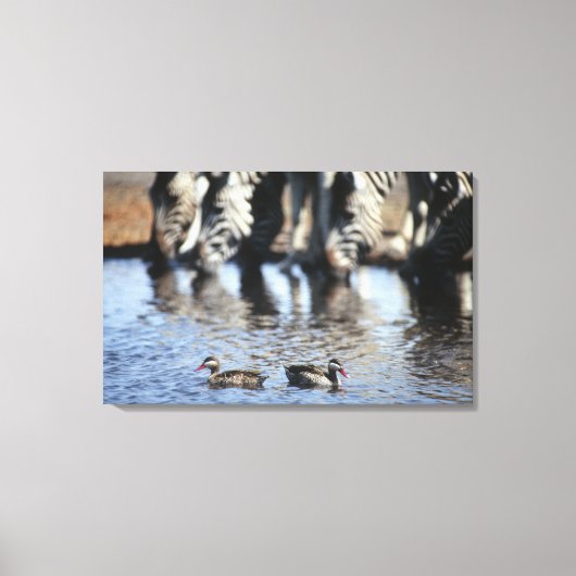 Blauwgroen (Anas erythrorhyncha) paar met rode kie Canvas Afdruk (Voorkant)