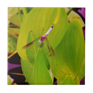 Blauwgroen Blauwe Dragonfly op groen lef. Tegeltje