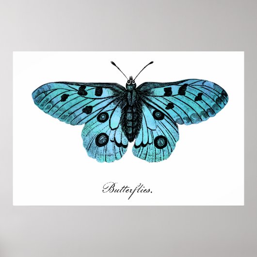  Blauwgroen blauwe vlinderillustratie - 1800's Poster (Voorkant)