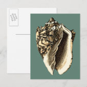Blauwgroen Conch Shell Briefkaart (Voorkant / Achterkant)