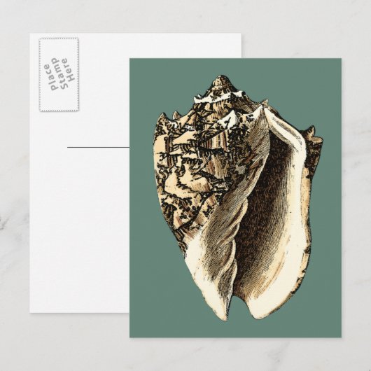 Blauwgroen Conch Shell Briefkaart (Voorkant / Achterkant)