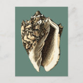 Blauwgroen Conch Shell Briefkaart (Voorkant)