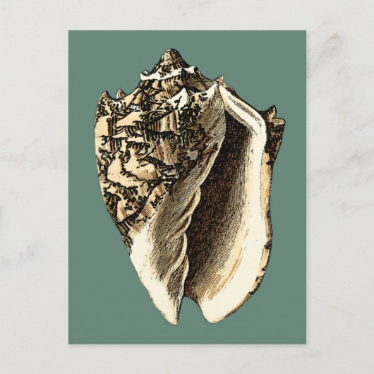 Blauwgroen Conch Shell Briefkaart (Voorkant)