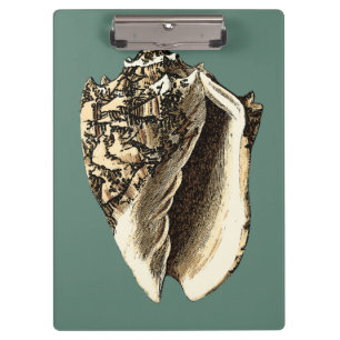 Blauwgroen Conch Shell Klembord