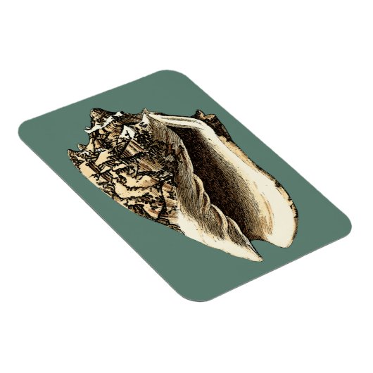 Blauwgroen Conch Shell Magneet (Rechterzijde)
