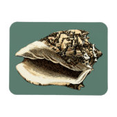 Blauwgroen Conch Shell Magneet (Horizontaal)