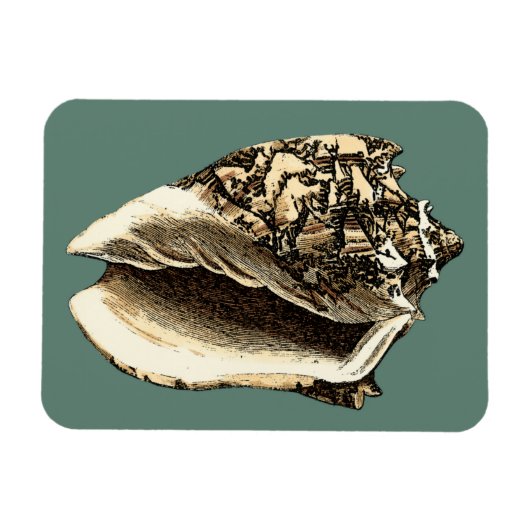 Blauwgroen Conch Shell Magneet (Horizontaal)