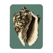 Blauwgroen Conch Shell Magneet (Verticaal)