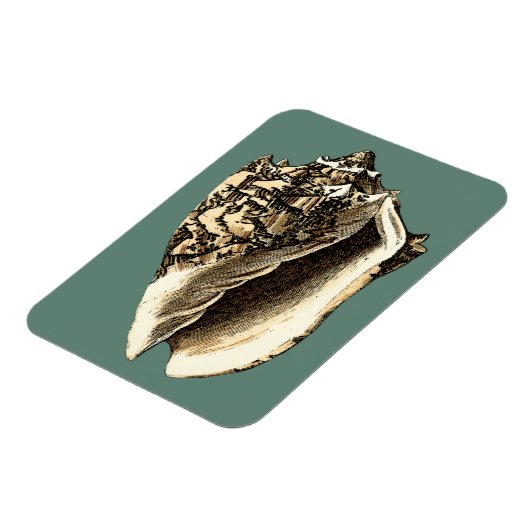 Blauwgroen Conch Shell Magneet (Linkerzijde)