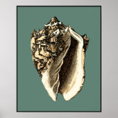 Blauwgroen Conch Shell Poster (Voorkant)
