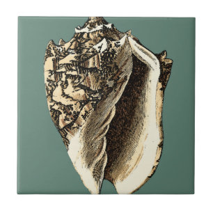 Blauwgroen Conch Shell Tegeltje