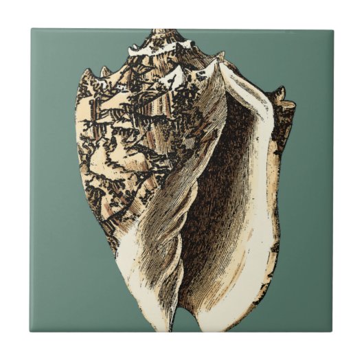 Blauwgroen Conch Shell Tegeltje (Voorkant)