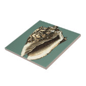 Blauwgroen Conch Shell Tegeltje (Zijkant)