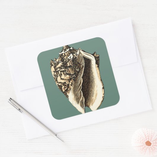 Blauwgroen Conch Shell Vierkante Sticker (Envelop)