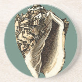 Blauwgroen Conch Shell Zandsteen Onderzetter (Voorkant)