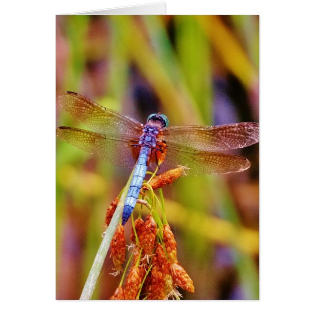 Blauwgroen dragonvlieg op rand (Voorkant)