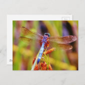 Blauwgroen dragonvlieg op rand briefkaart (Voorkant / Achterkant)