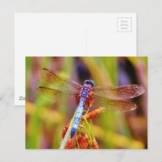 Blauwgroen dragonvlieg op rand briefkaart (Voorkant / Achterkant)