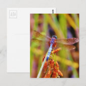 Blauwgroen dragonvlieg op rand briefkaart (Voorkant / Achterkant)