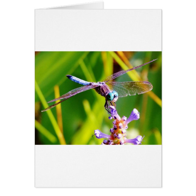 Blauwgroen en paarse dragonvlieg (Voorkant)