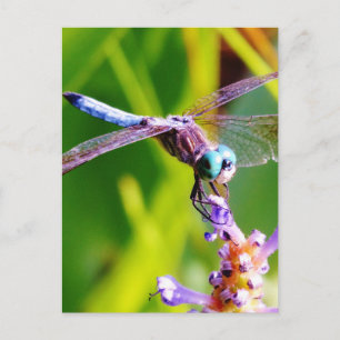 Blauwgroen en paarse dragonvlieg briefkaart