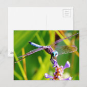 Blauwgroen en paarse dragonvlieg briefkaart (Voorkant / Achterkant)